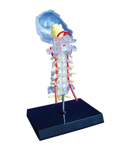 透明枕骨頸椎和椎動(dòng)脈脊神經(jīng)腦干模型