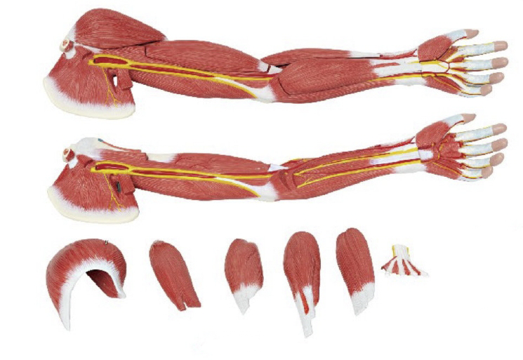 上肢層次解剖模型(7部件)