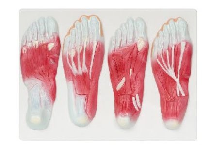 足底肌肉解剖模型