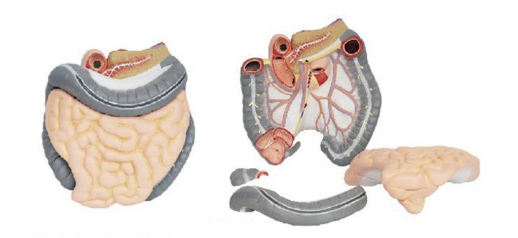 結(jié)腸空、回腸解剖模型
