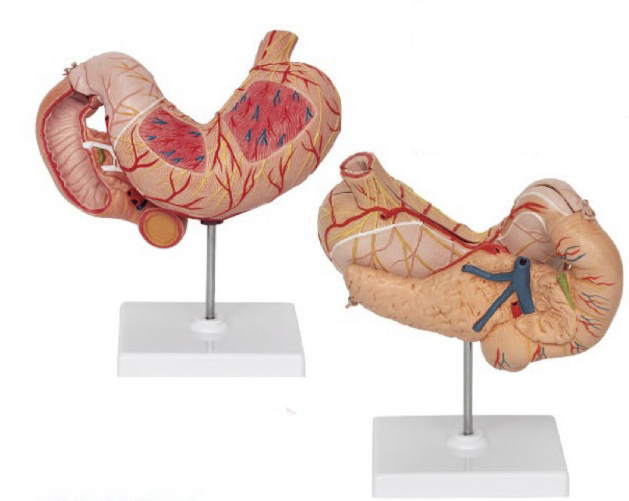 胃連胰十二指腸解剖模型