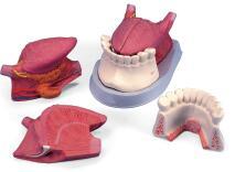 舌解剖連、牙模型（三部件）