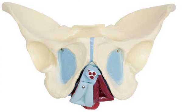 男性骨盆及盆底肌肉模型