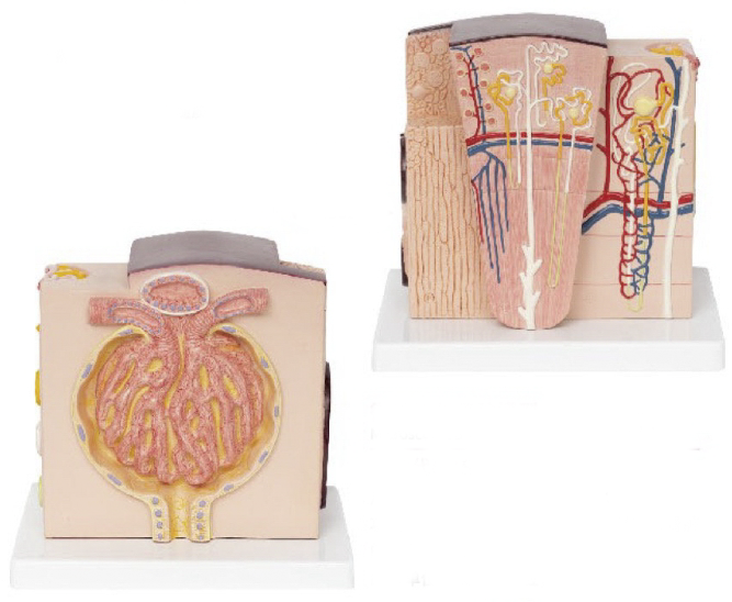 微觀解剖腎臟模型