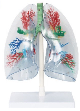 透明肺、氣管、支氣管和心臟模型