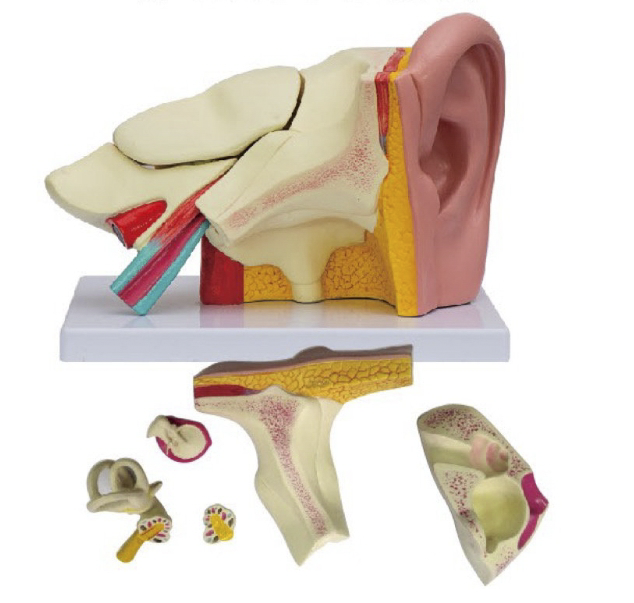 耳（外、中、內(nèi)）解剖模型