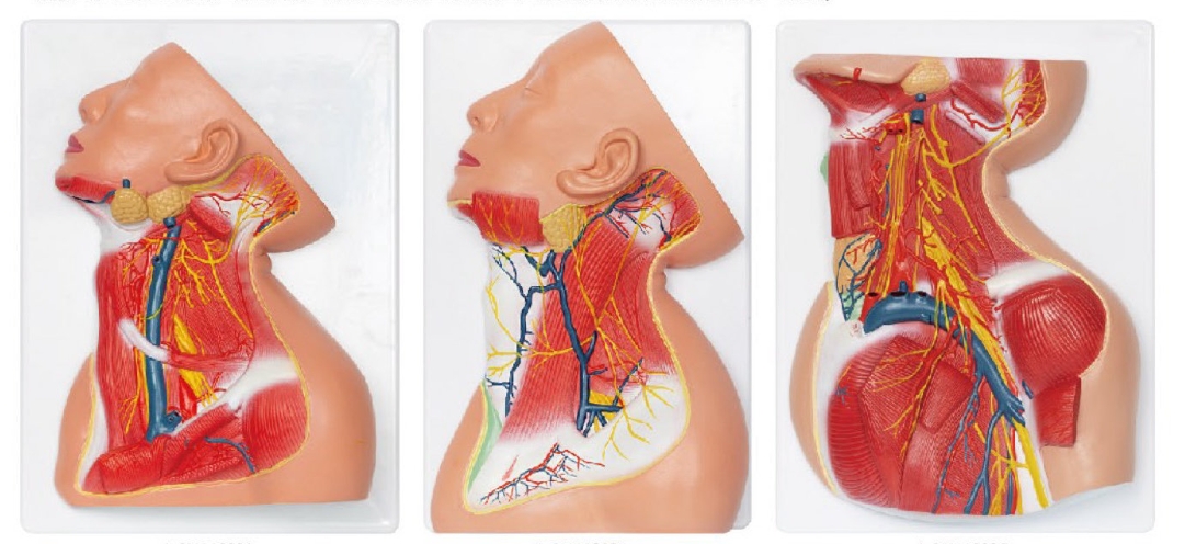 頸部淺、中、深層解剖模型