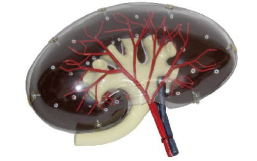 透明腎段模型(附A)