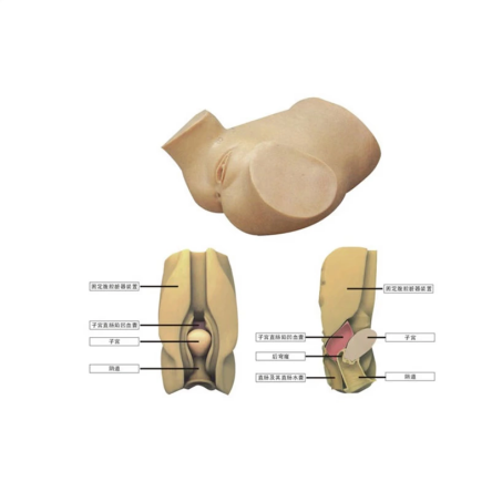 陰道后穹窿穿刺模型（JD/YQC） 新品