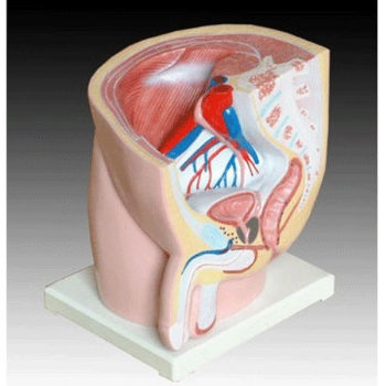 男性盆腔矢狀切面模型